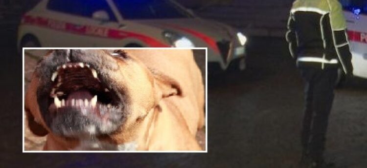 Donna Azzannata Da Un Pitbull In Puglia In Codice Rosso