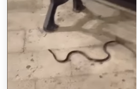 Serpente Nel Centro Di Bari Il Video