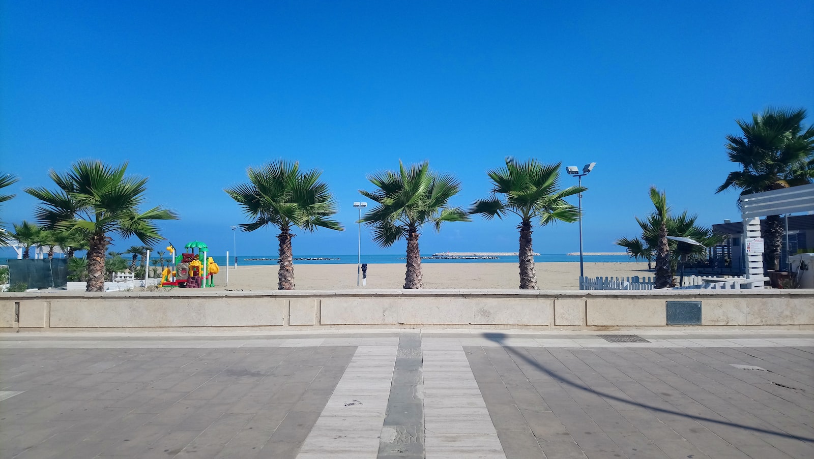 palm trees on beach during daytime